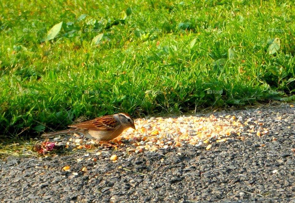 Little bird eating seeds. little bird eating seeds by the sidewalk