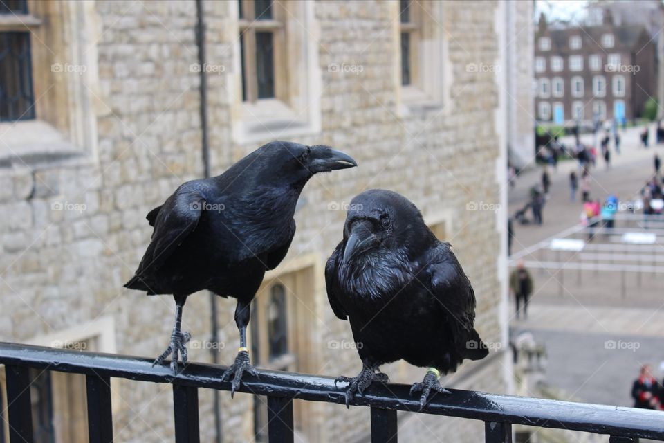 A pair of ravens at the Tower of London