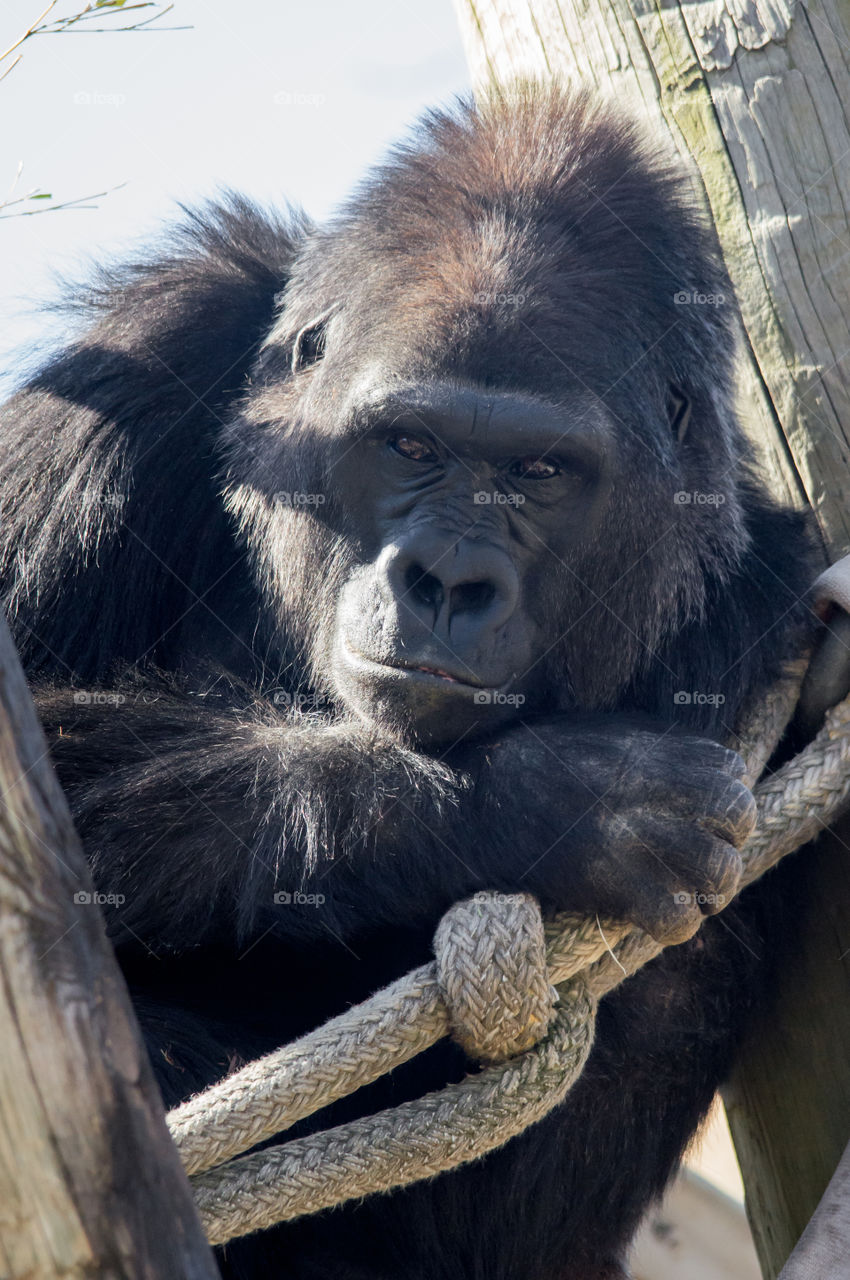 Lowland Gorilla