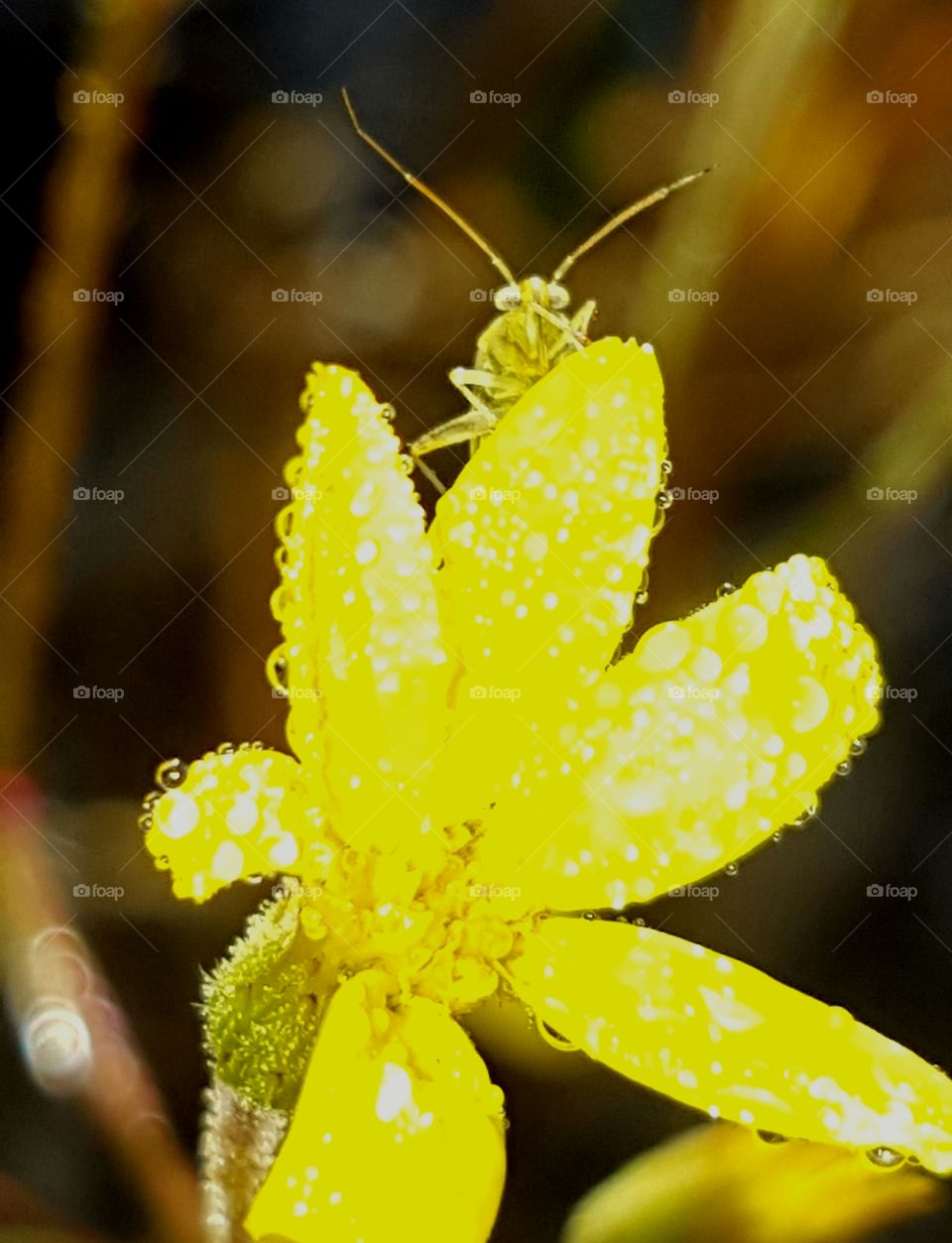 Nature, Leaf, No Person, Flora, Flower