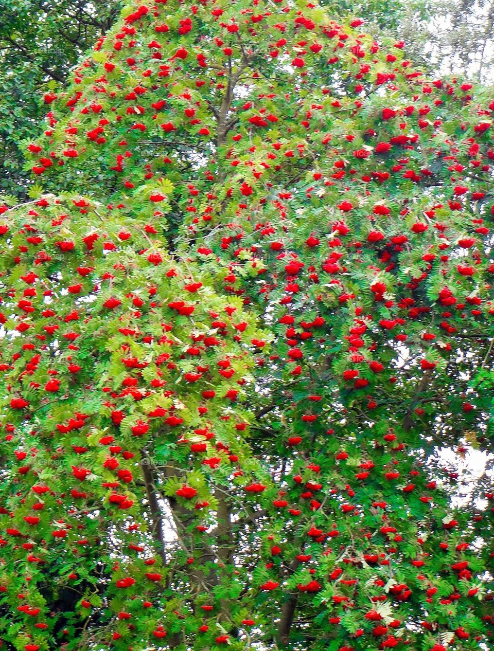 Red berries