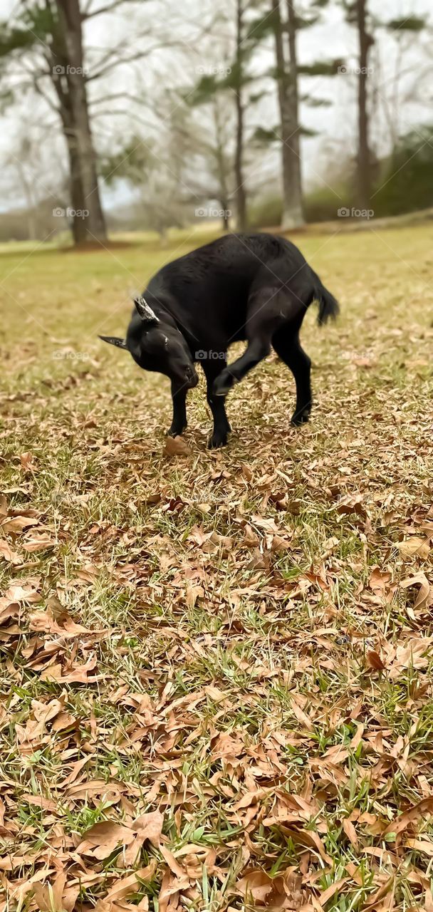A black goat stands alone in the grass, his hind leg aloft