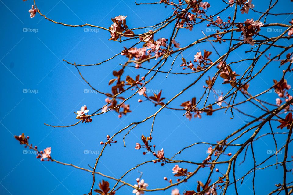 Branches of a pink spring flowers