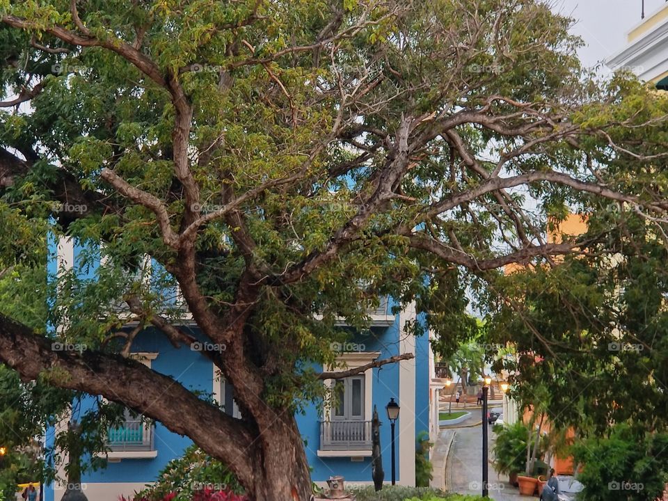 Huge several years old tree..Old San Juan