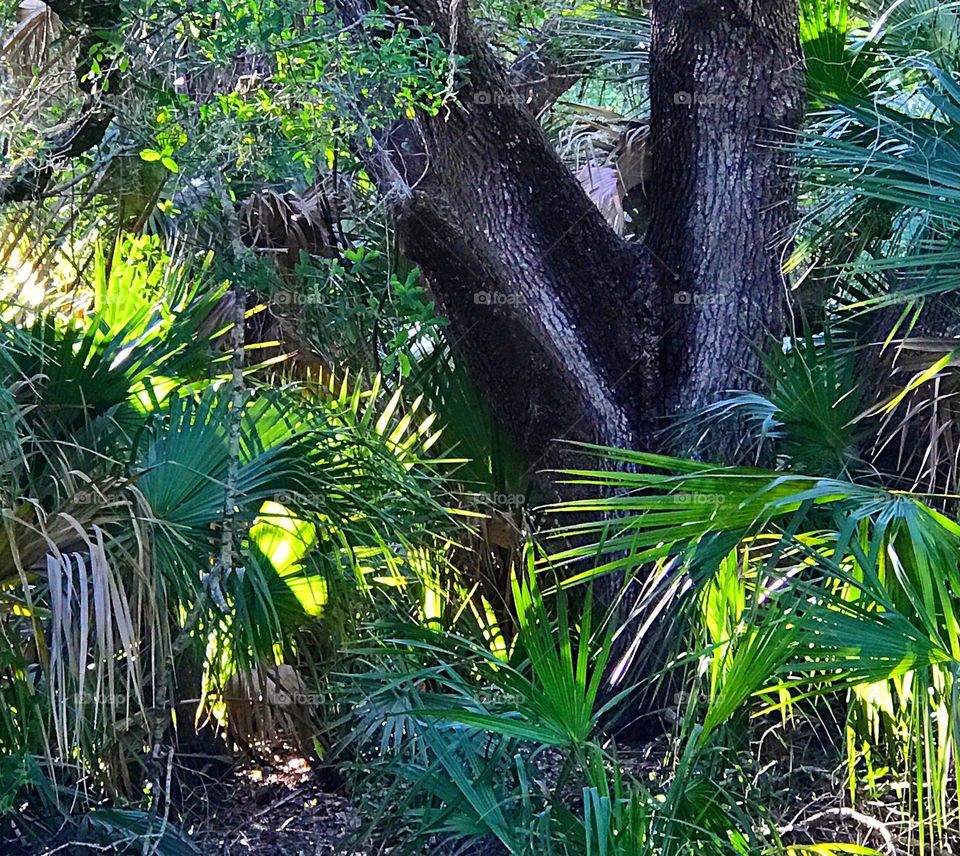 Double trunk of an ancient oak tree.