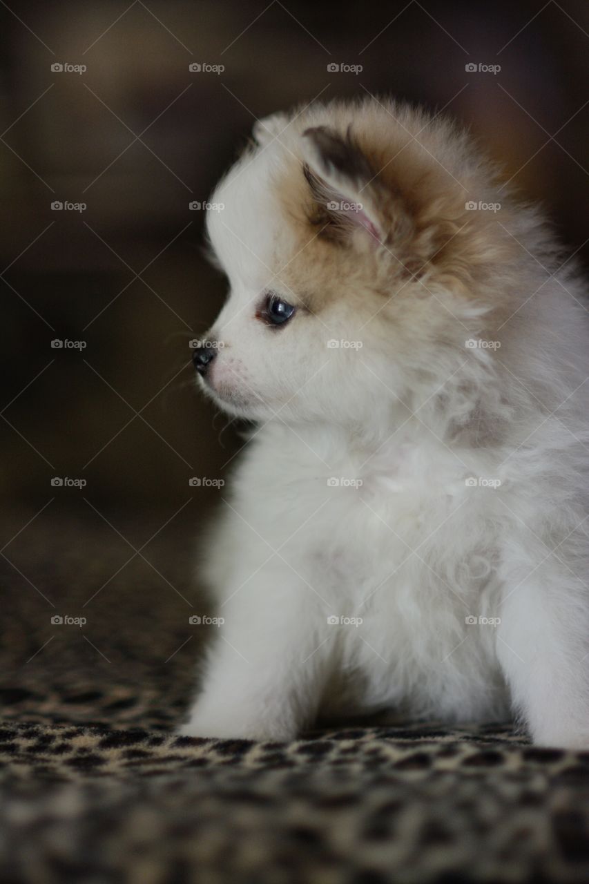 Pomerainian Puppy Looking Away