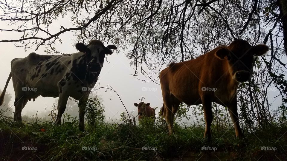 Cow, Agriculture, Mammal, Pasture, Beef Cattle