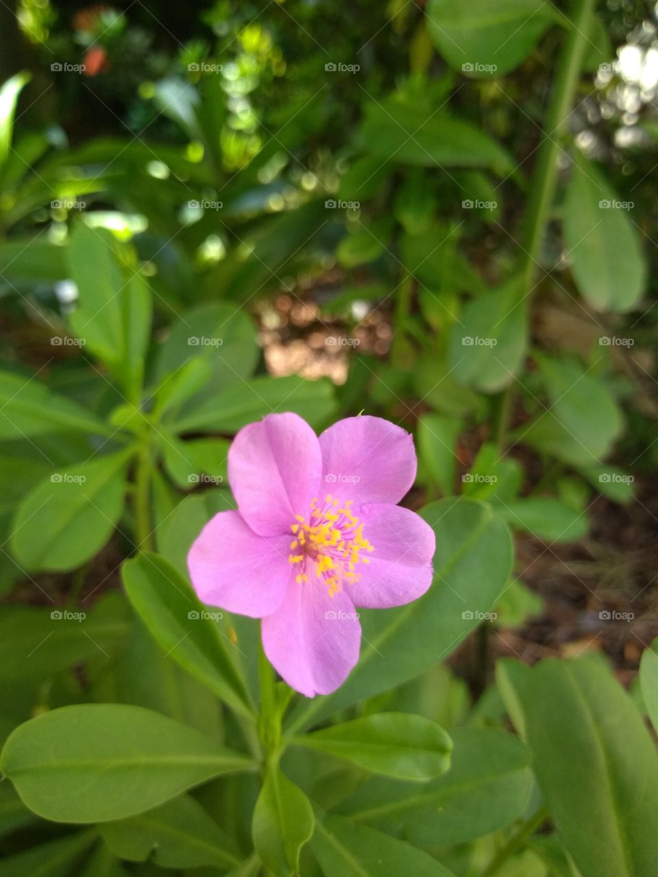 flor lila mi patio