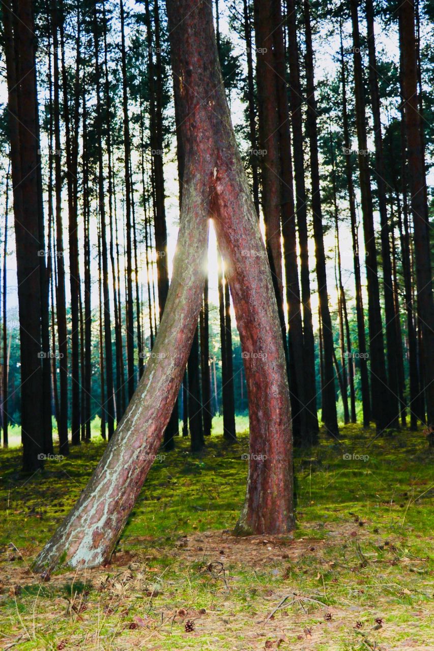 A tree with two trunks. (It's time to take the first steps)