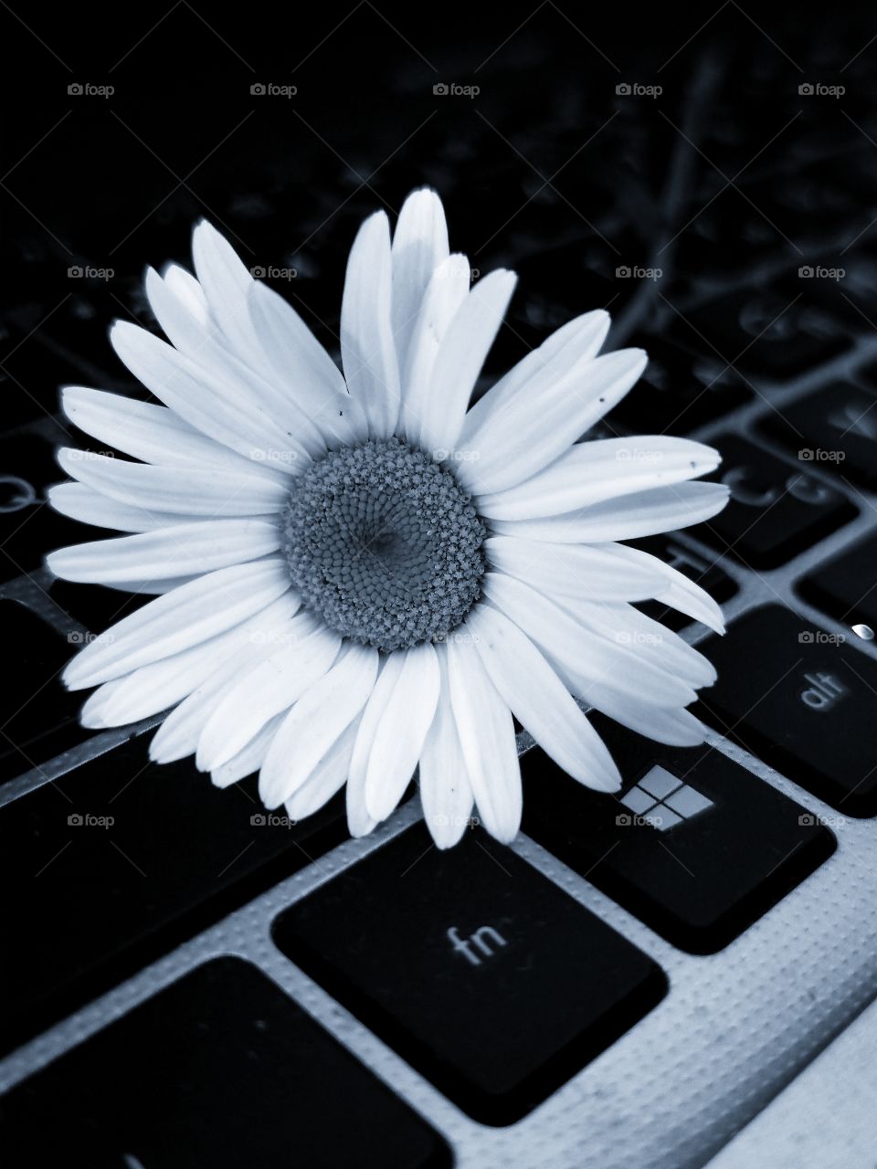 chamomile and computer keyboard