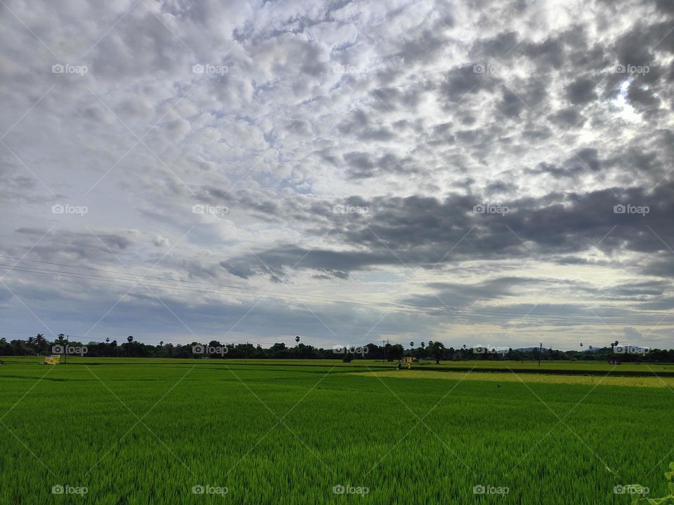 paddy fields - India