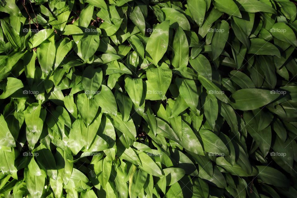 Top view of fresh young green wild garlic in the forest