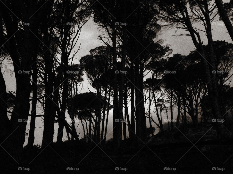 Stone Pine Forest