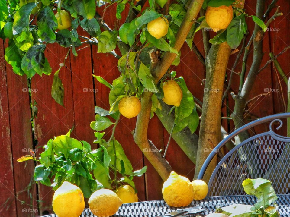 Lemon Tree
