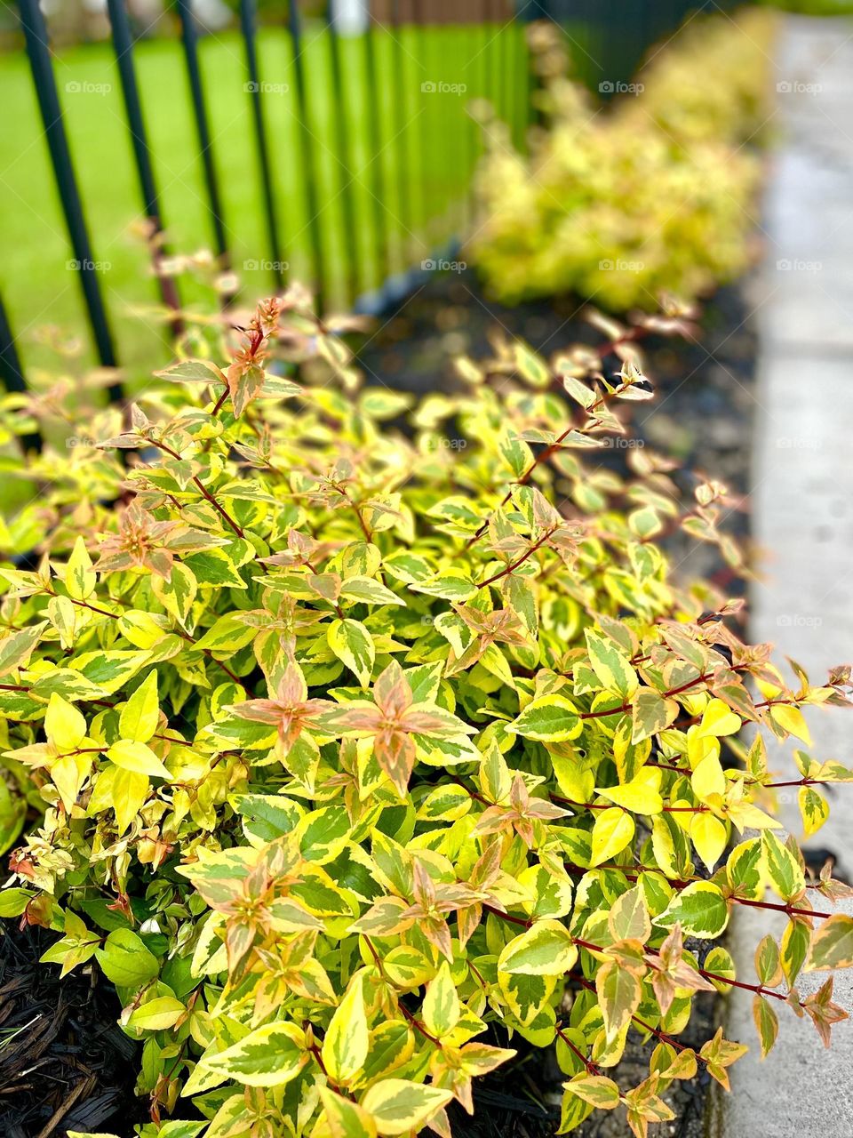 Vibrant, blooming, variegated abelia soaking in the sun