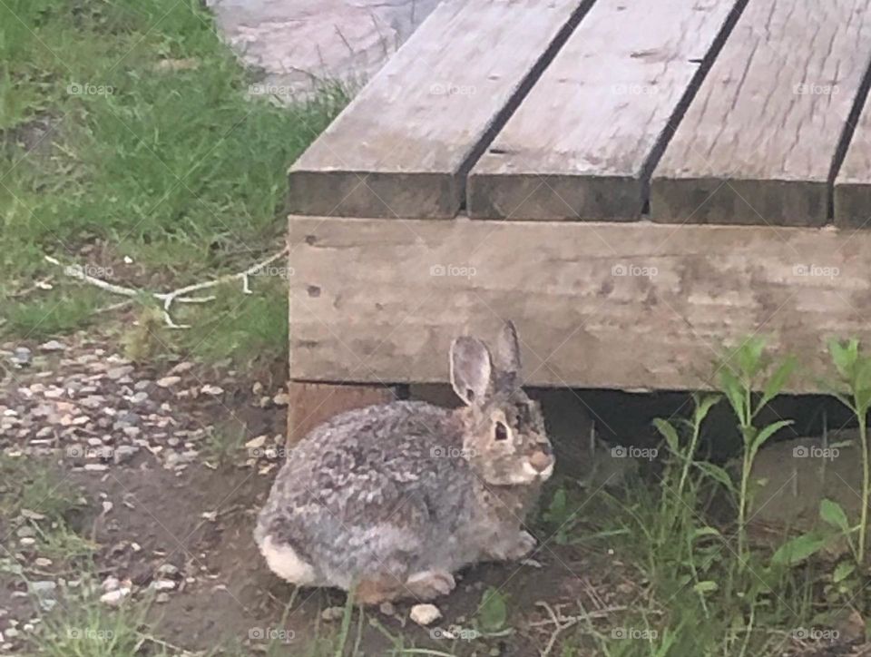 Bunny rabbit sighting in Montana 