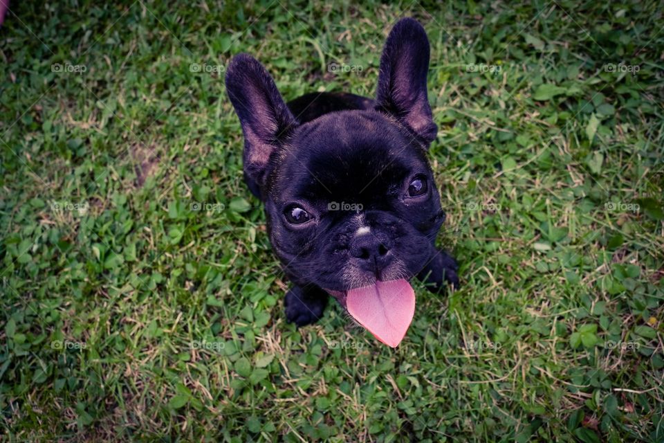 French Bulldog On Grass
