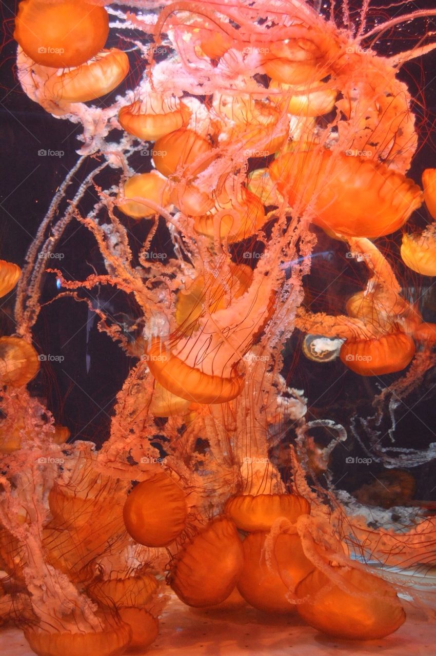 Orange dream jellyfish