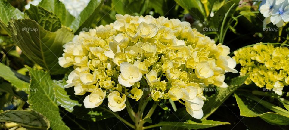 Yellow Hydrangea Macrophylla 