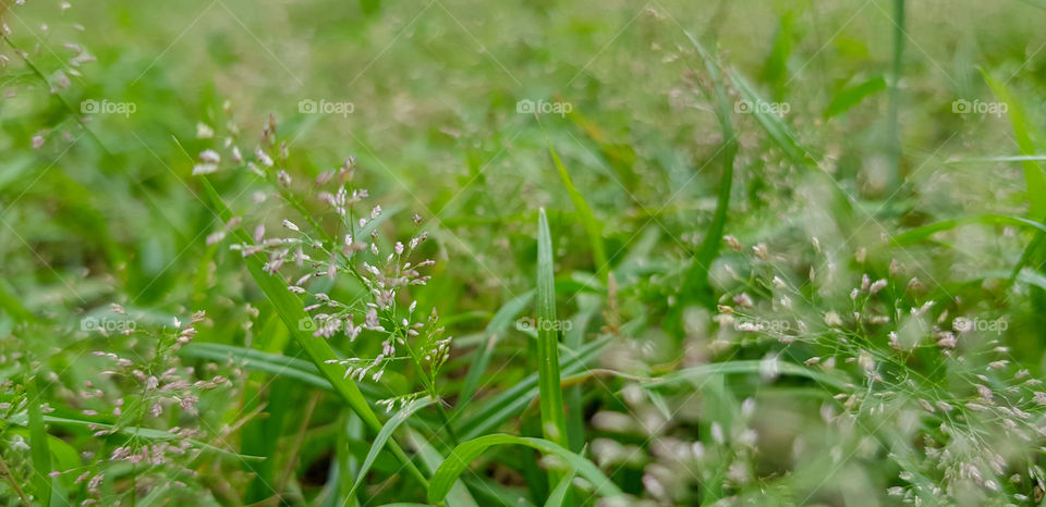 Grass on ground