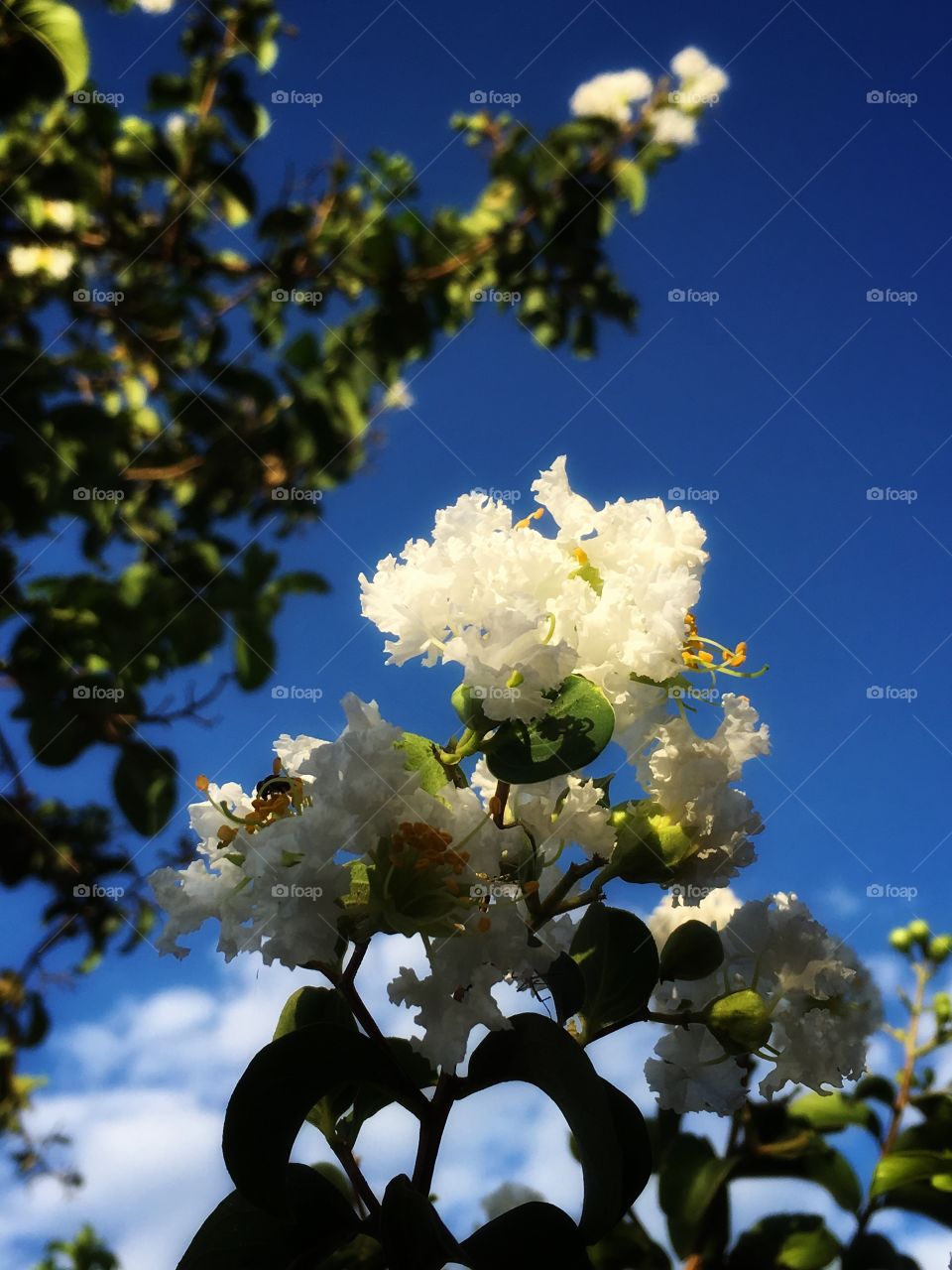 Bright and white little flowers in a clean and blue sky of an Autumn Day in South Hemisphere. 