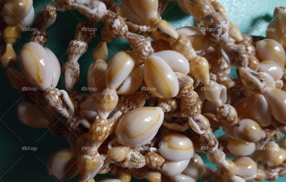 Sea Shells from Hawaii