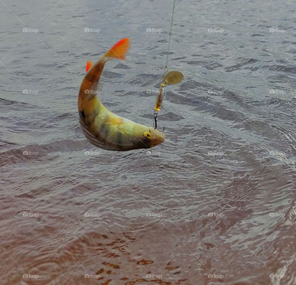 I think it’s the best outdoor activity ever. Both adults and children like it. There are many reasons why fishing has become so popular. First of all, it’s a great pleasure when you make an effort and catch a big fish. Secondly, fishing is useful for