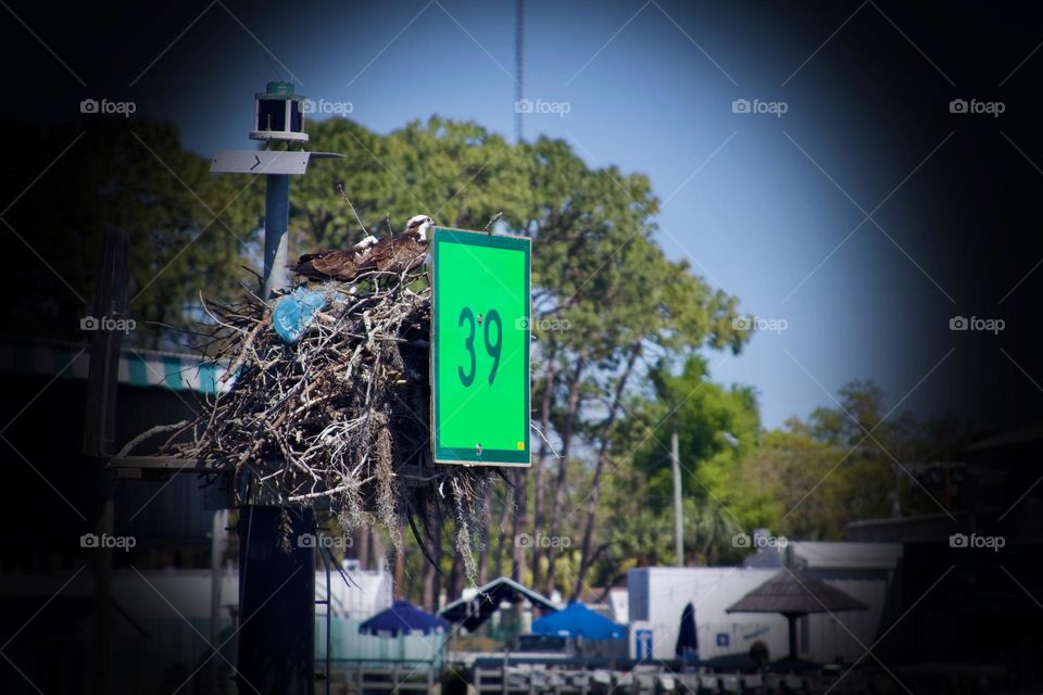 Osprey Nest at Marker 39