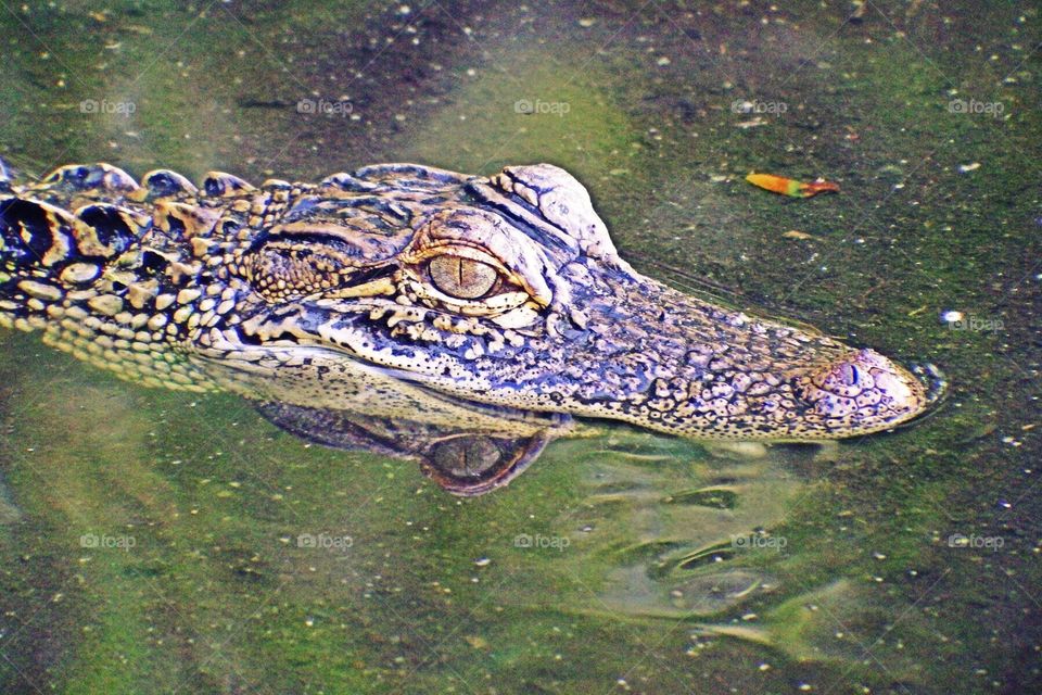 Young Alligator . Young alligator 