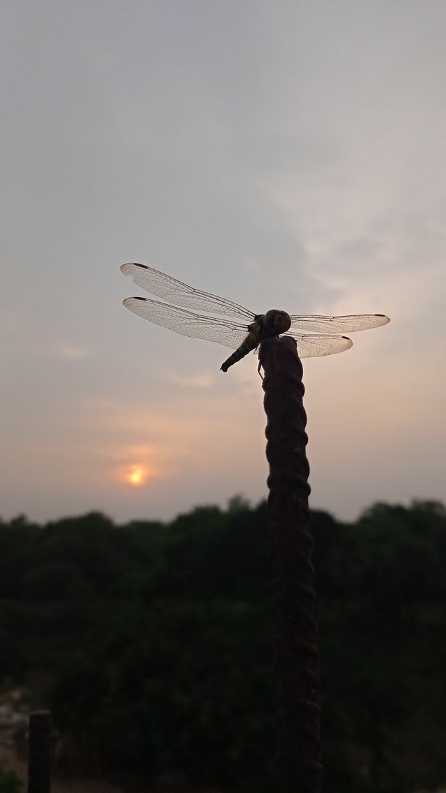 a butterfly