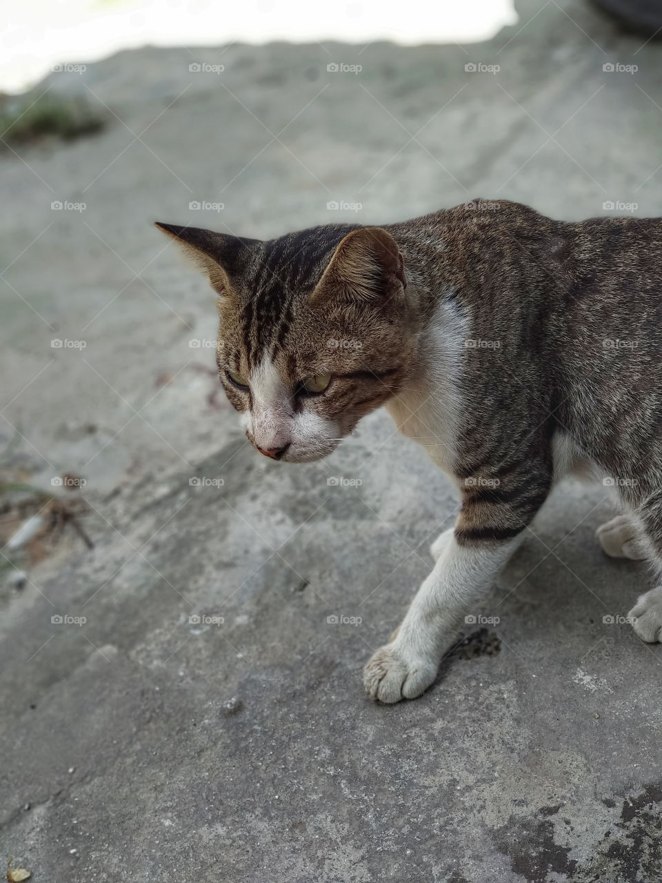 The stray cat almost every day comes asking for food