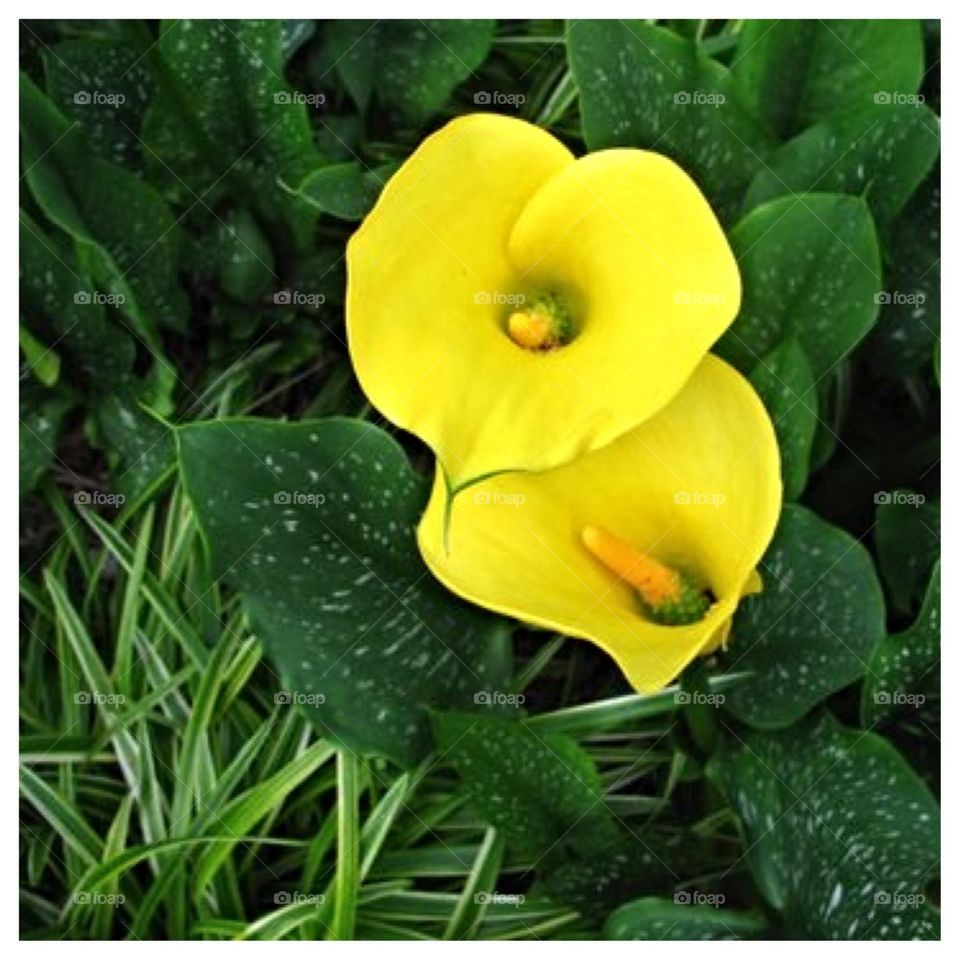 Yellow Calla Lilies