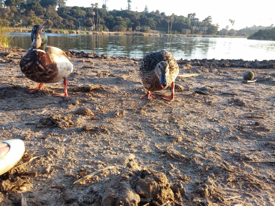 ducks by the water