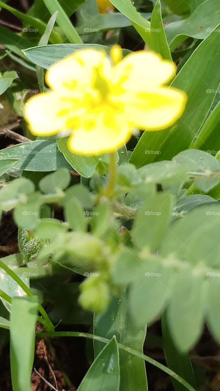 Flower is very very beautyfull and very nice click..