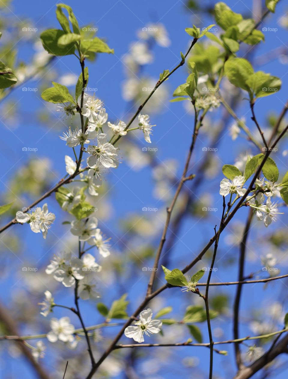 Blossom cherry 