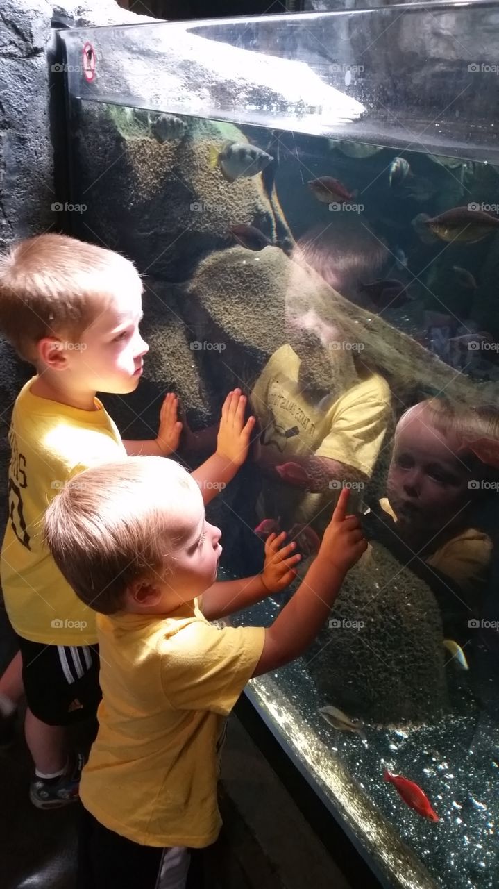 Boys and Fish. My two nephews looking at the fish at the Pittsburgh Zoo and PPG Aquarium. The youngest one loves the Aquarium!
