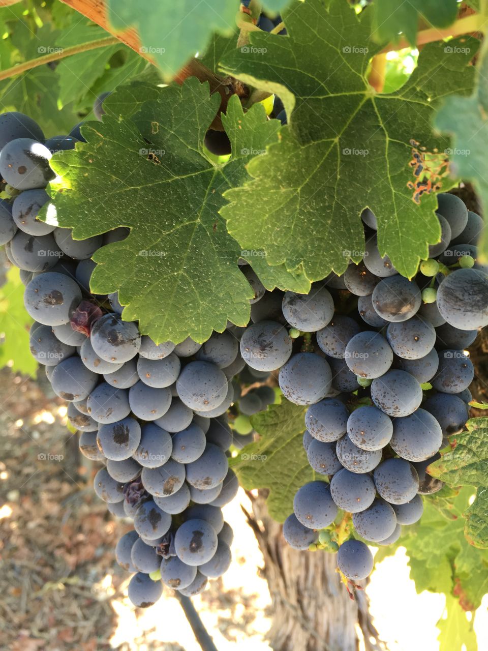 Purple grapes 