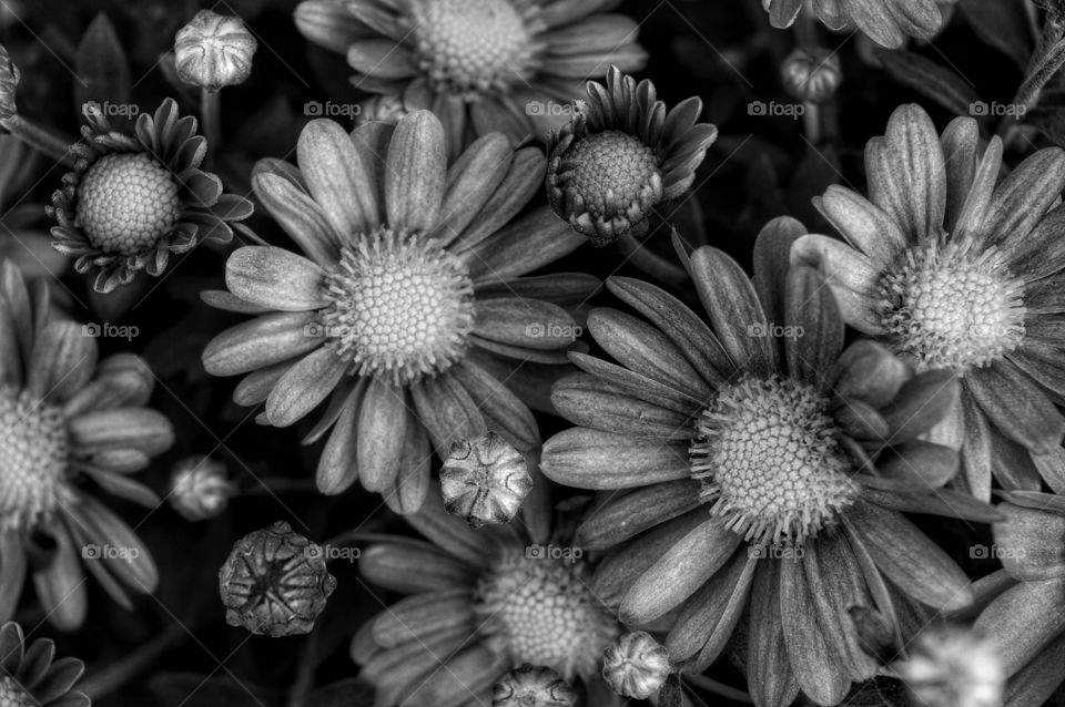 Flower, No Person, Nature, Floral, Flora