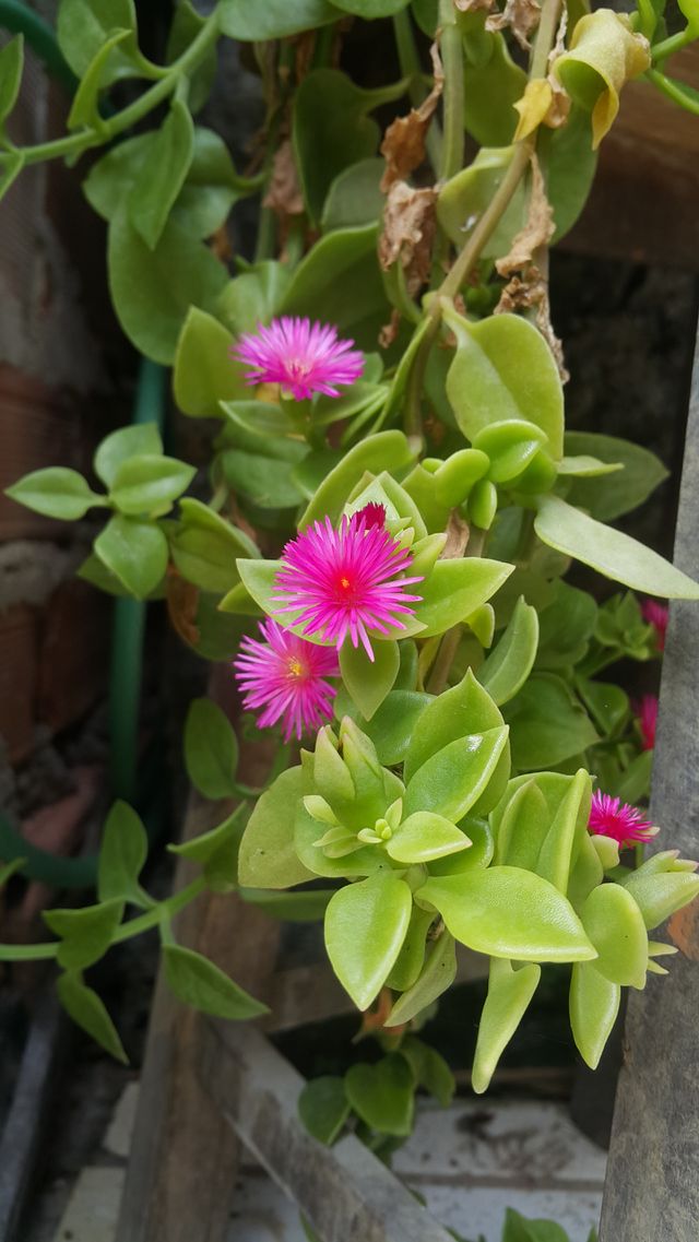 flor