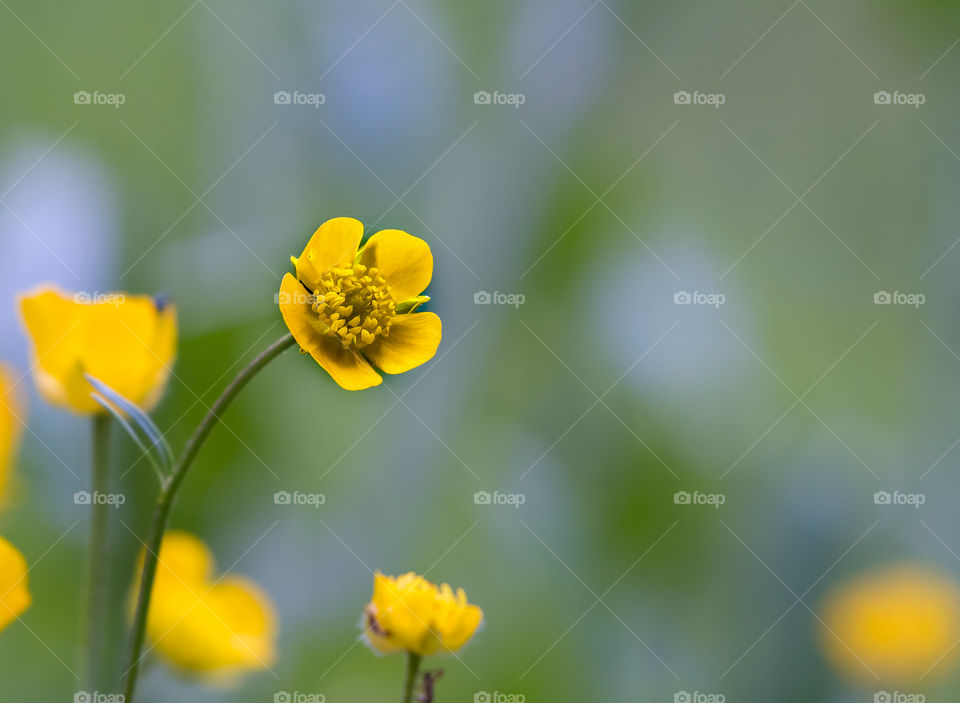 Yellow flower in the green field