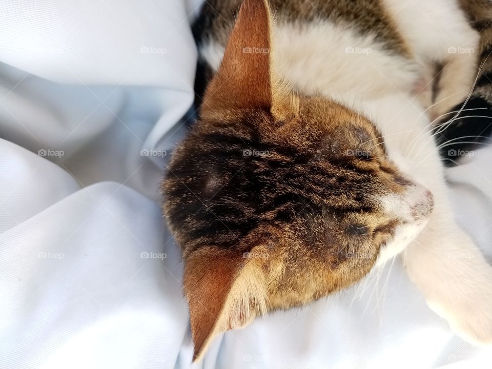 Just a few minutes this cat Will be my freind