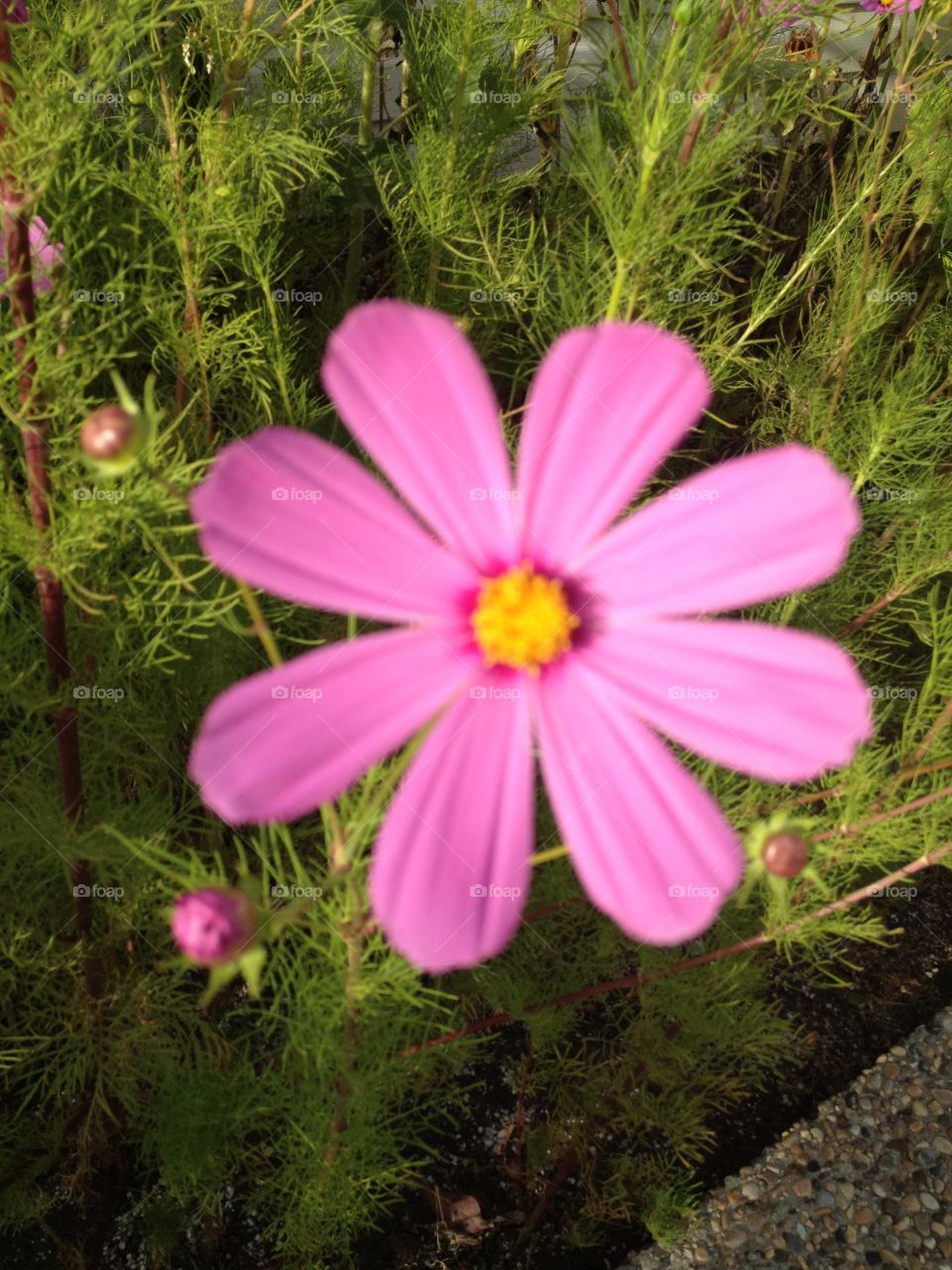 Pink giant Cosmo