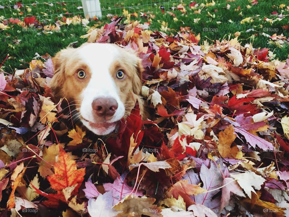 Leaf pile