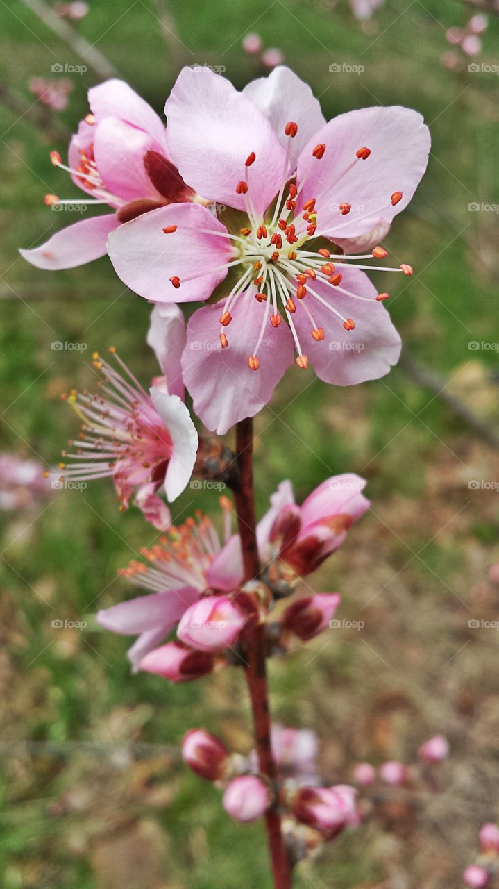 Peach Blossoms