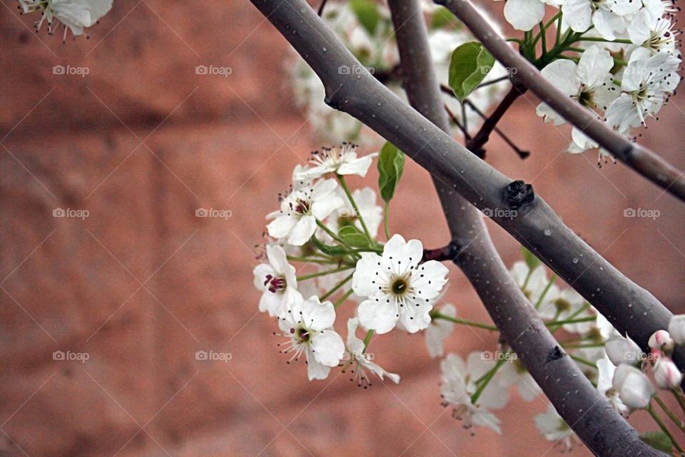 Spring blossom 