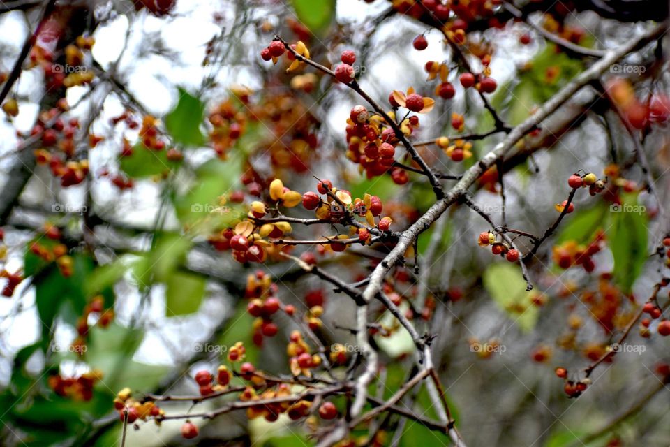 Tiny berries on a tree in the forest 
