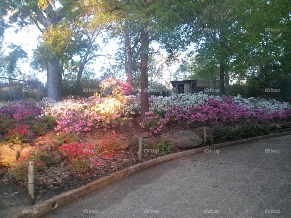 azaleas on hill
