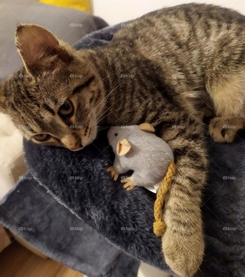 cat and mouse