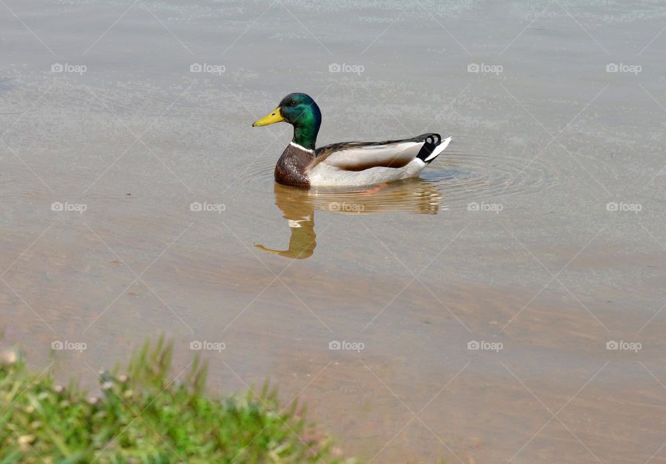 duck on a lake  minimalistic lifestyle spring nature