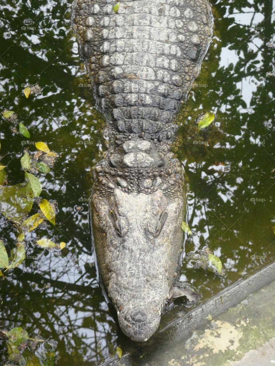 Thai Crocodile 
